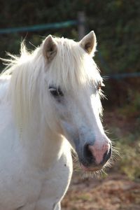Poneys