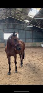 VENDU Coyote Cheval de selle 
