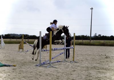 VENDU Gorky poney pottok