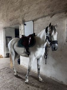 VENDU Salinera Jument Espagnole