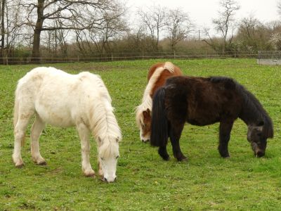 Les shetlands profitent de l’herbe verte 