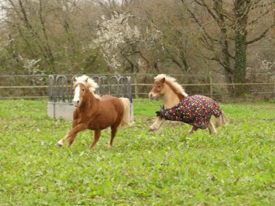 Saxo et Balou 