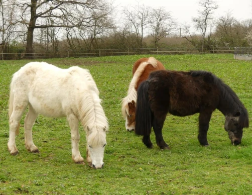Bois Migne Centre Equestre Et Ecurie A Druye Votre Pension 1