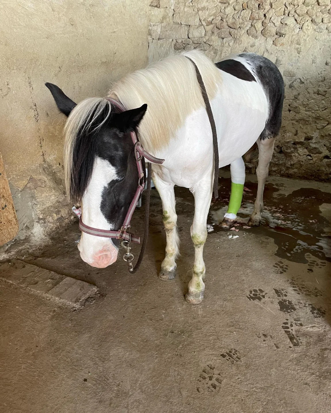 Bois Migne Centre Equestre Et Ecurie A Druye Bois Migne 6